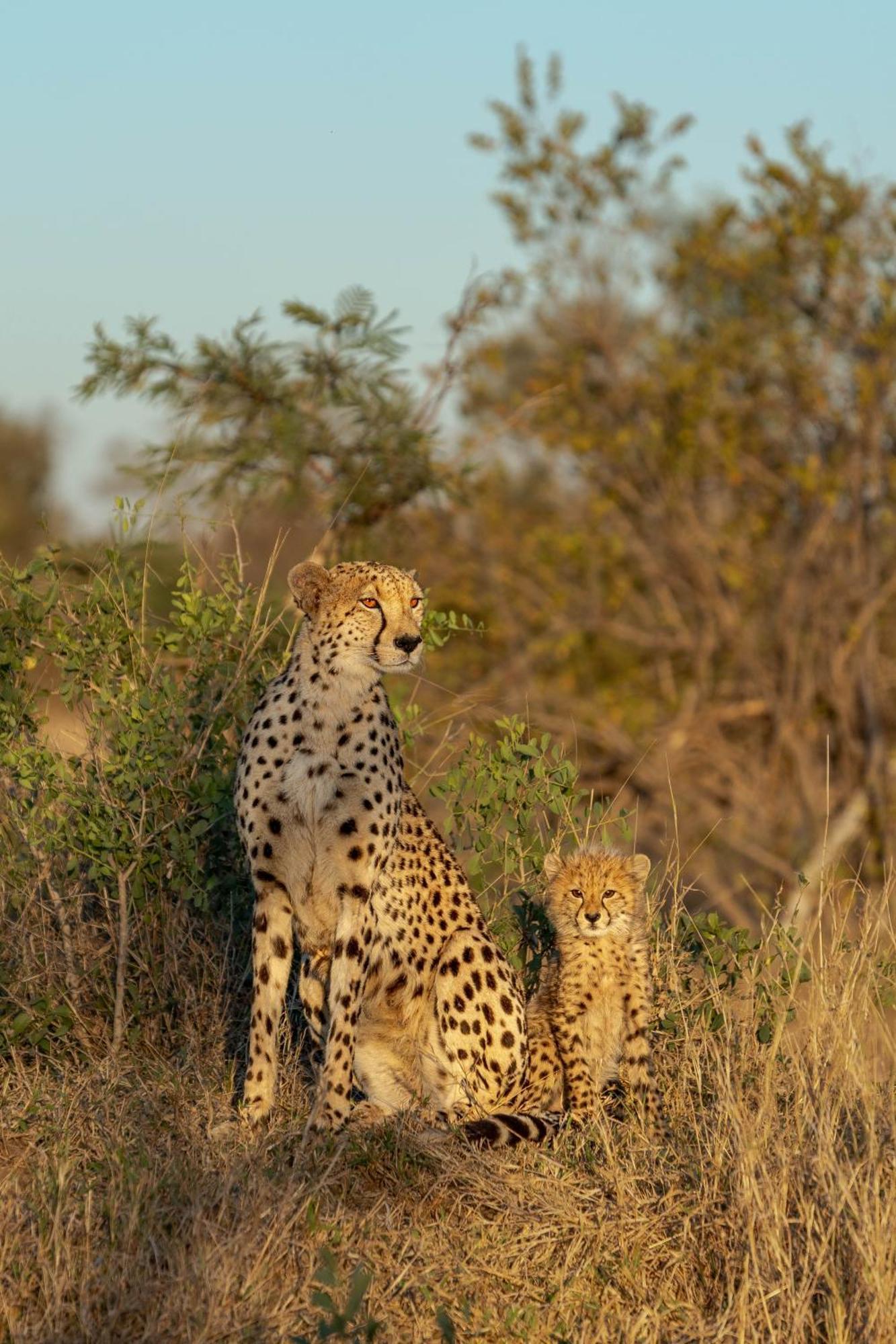 Buffelshoek Tented Camp Manyeleti Game Reserve Exterior photo