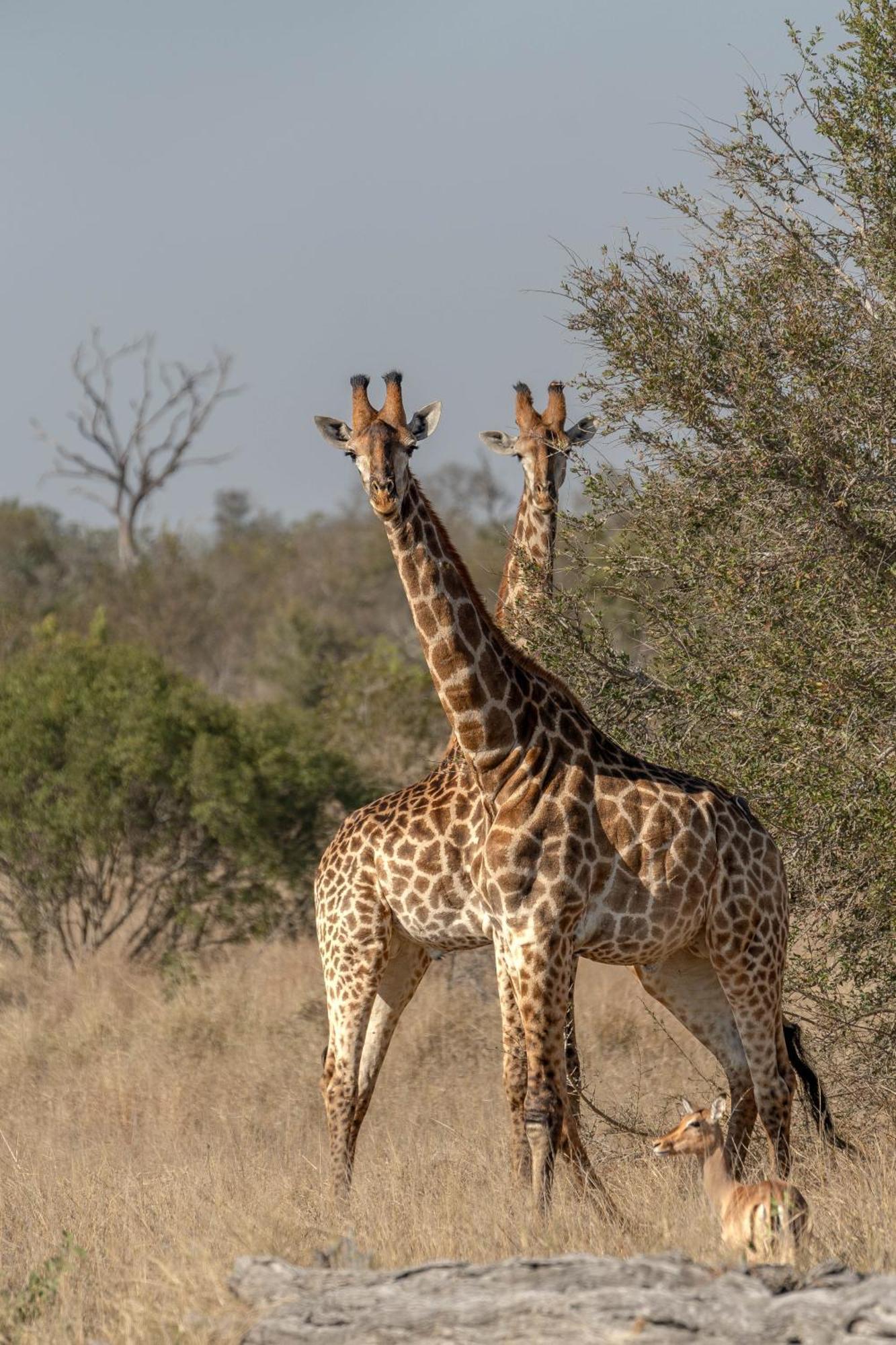 Buffelshoek Tented Camp Manyeleti Game Reserve Exterior photo