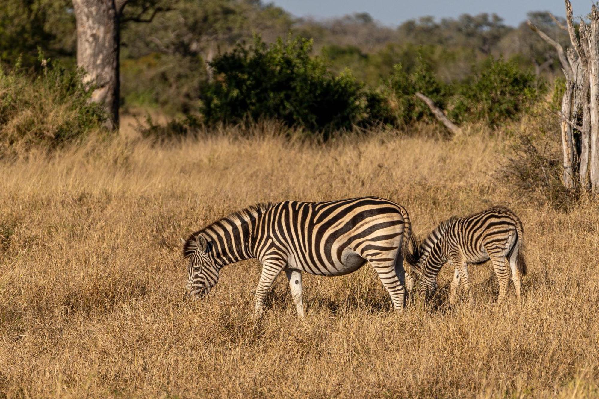 Buffelshoek Tented Camp Manyeleti Game Reserve Exterior photo