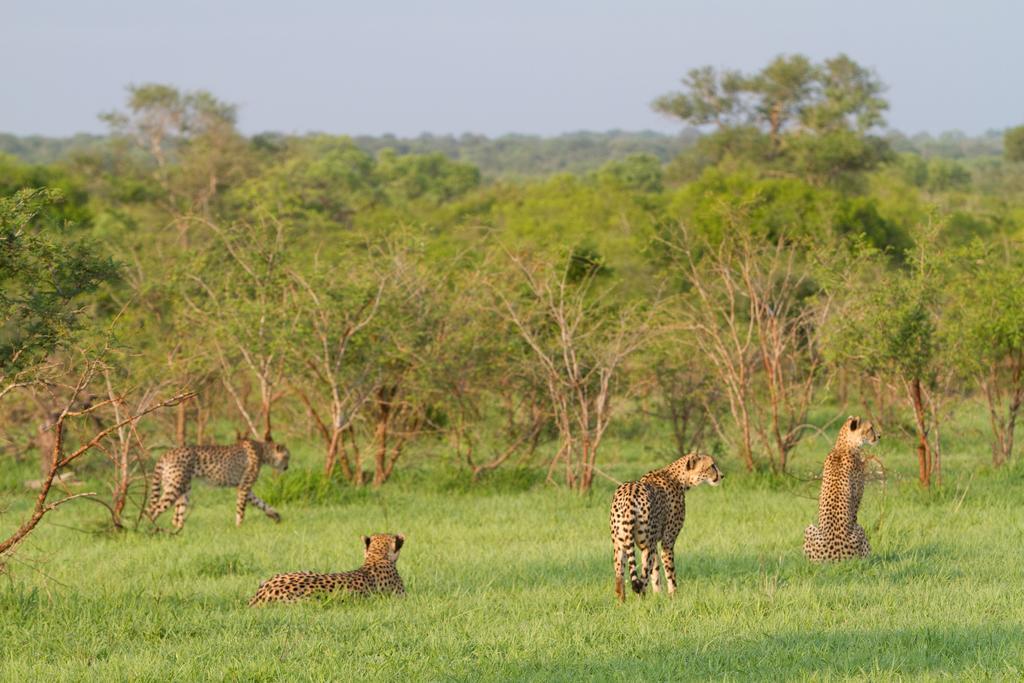 Buffelshoek Tented Camp Manyeleti Game Reserve Exterior photo
