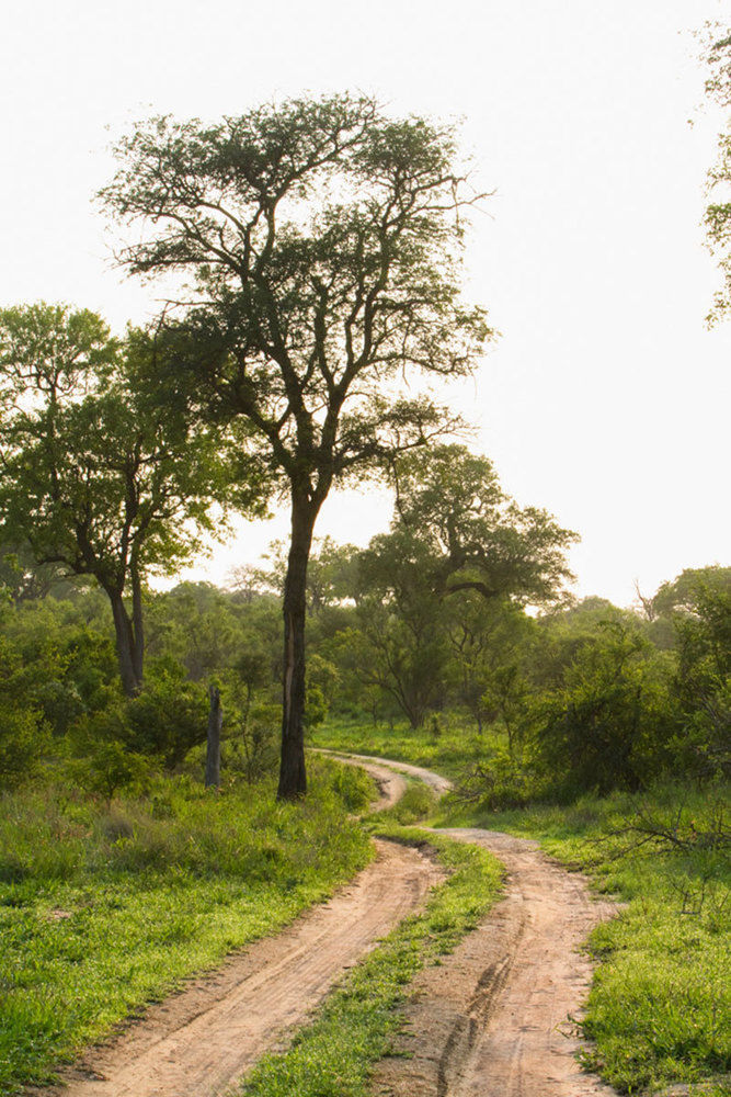 Buffelshoek Tented Camp Manyeleti Game Reserve Exterior photo